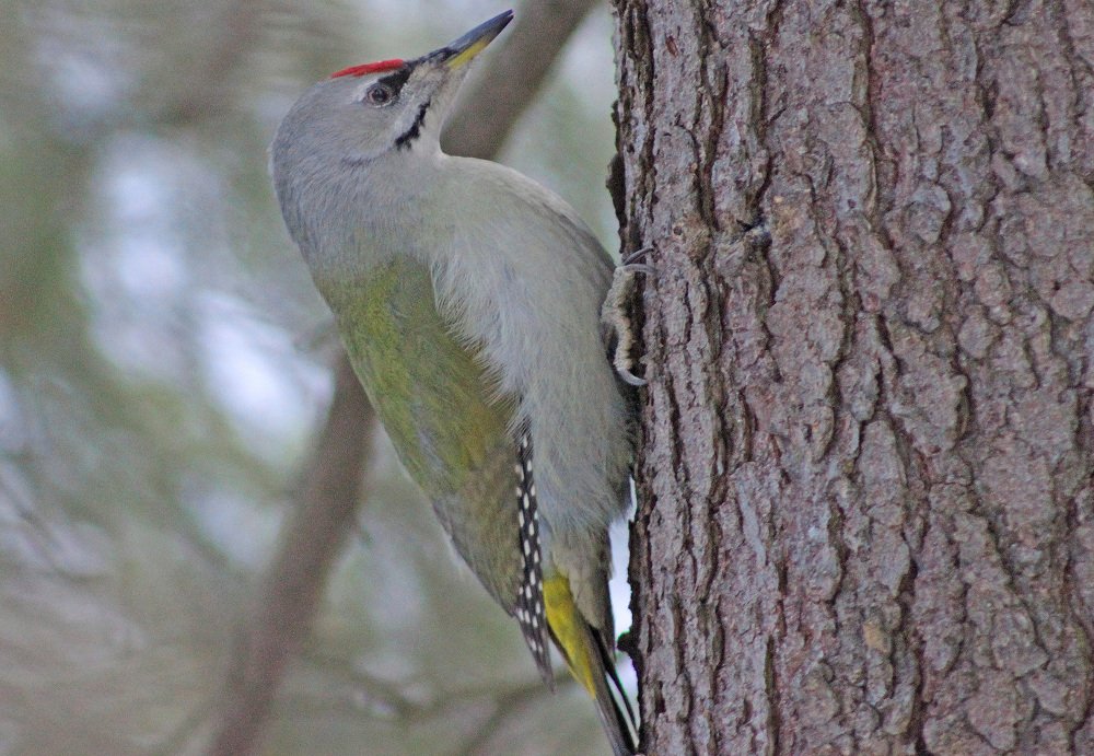 Седой дятел