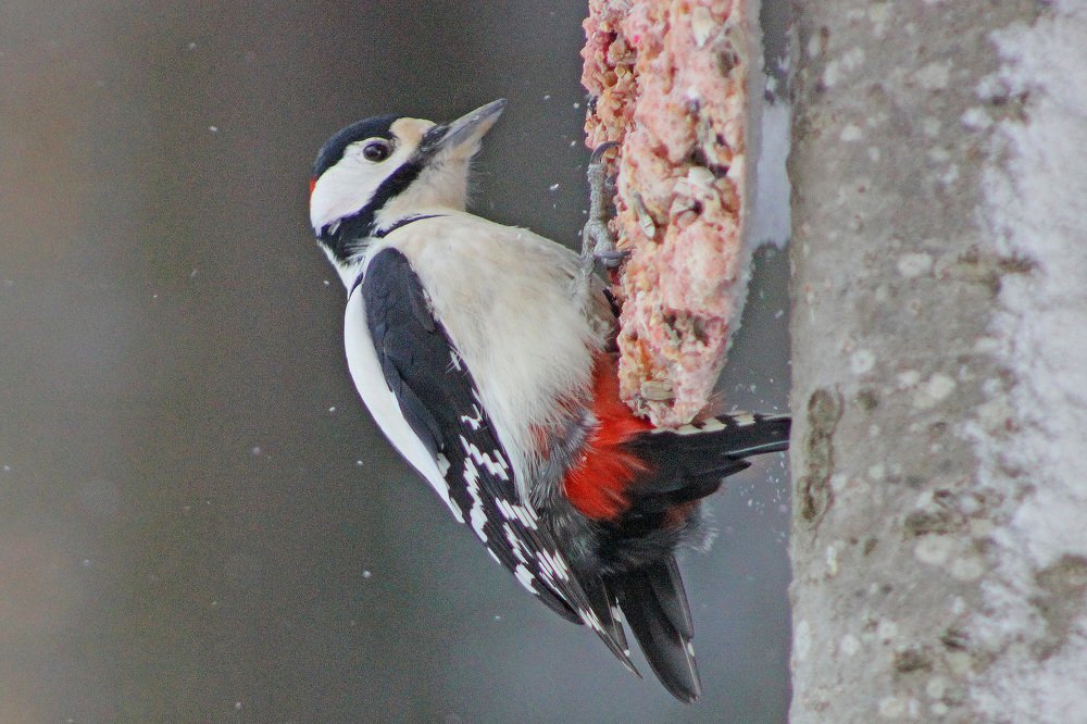 Большой пестрый дятел