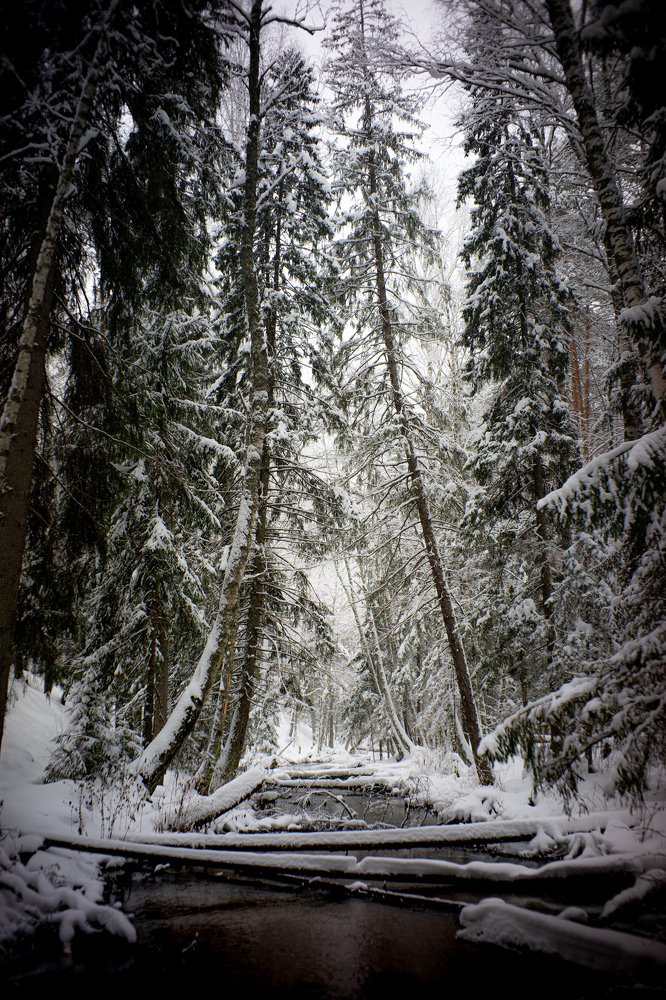 Photograph by Сергей Забиякин