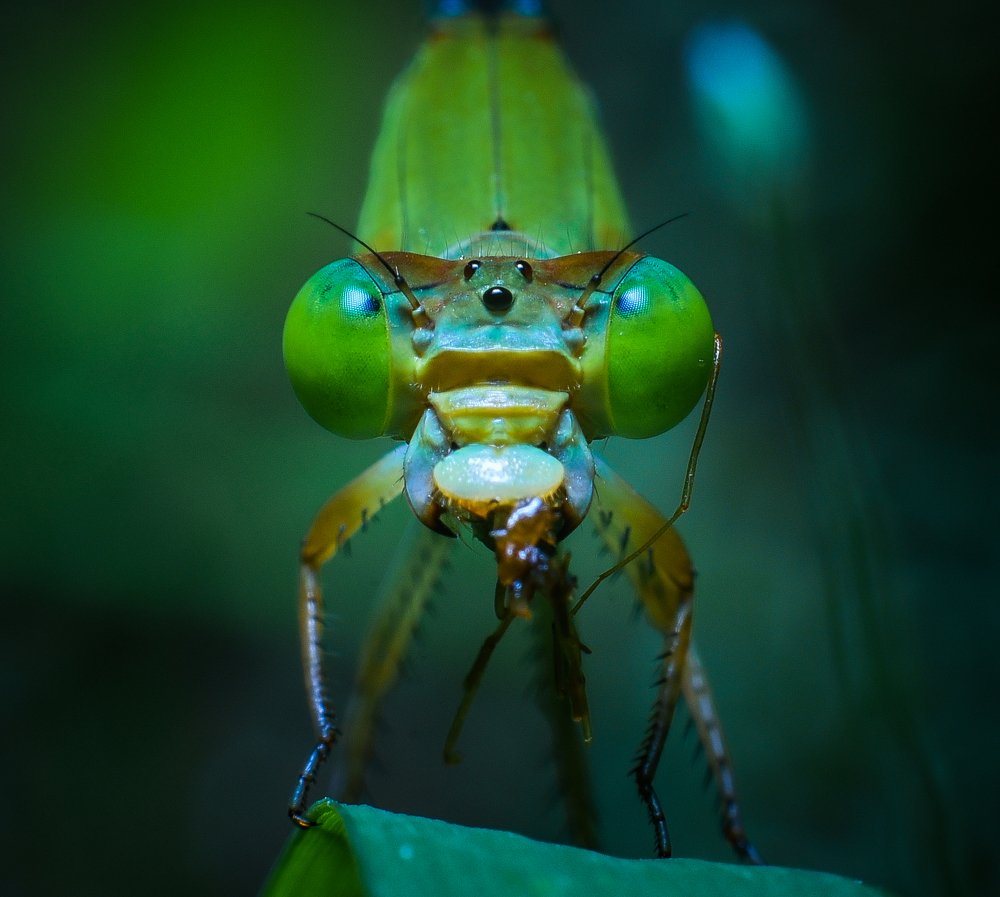 Photograph by Shakti brata Bhattacharjee