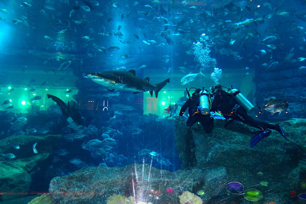 Underwater extreme sports (Подводный экстрим).