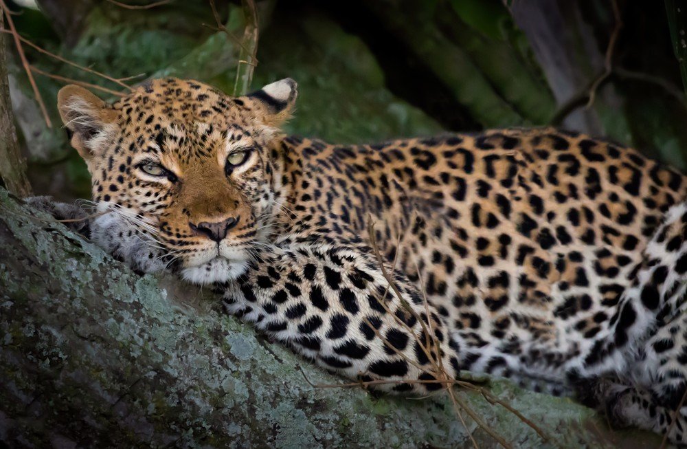 Отдыхающий леопард