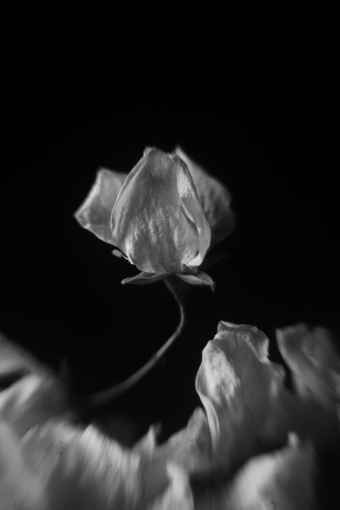 Photograph by Milla Luca