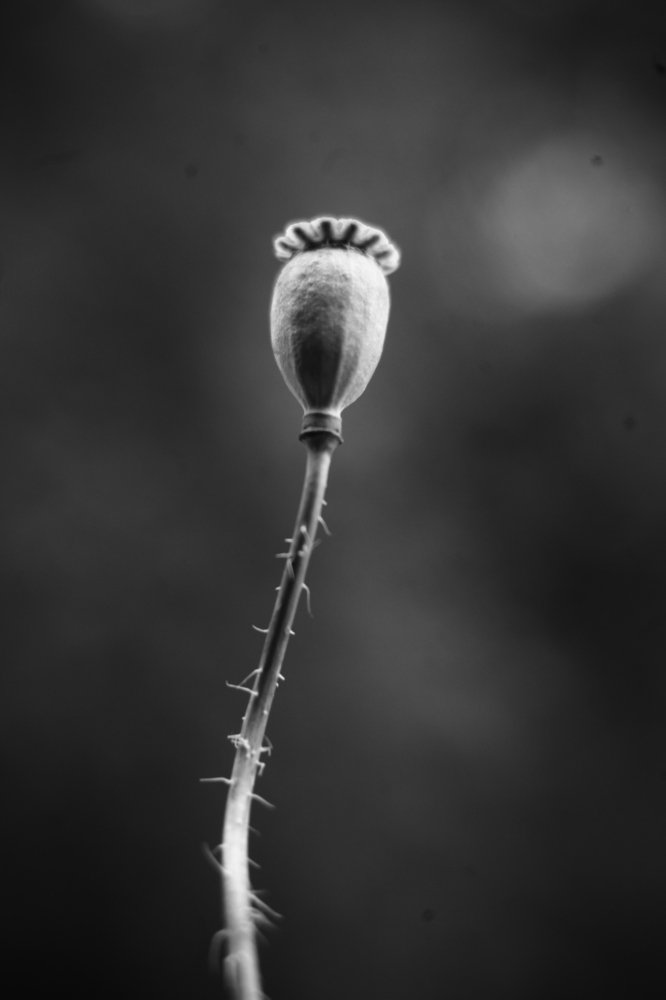 Photograph by Milla Luca