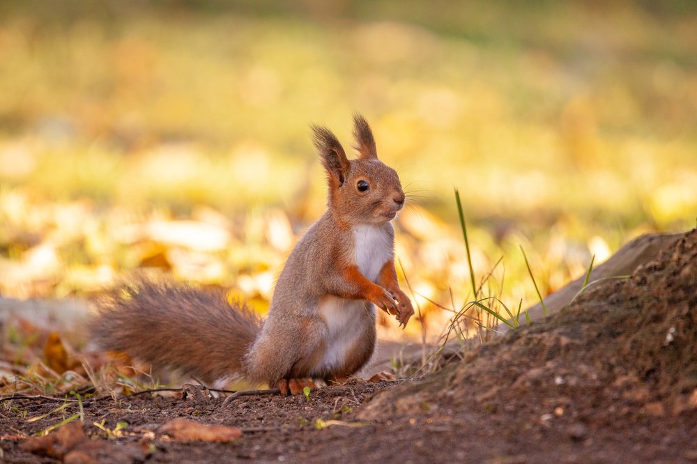 А где орешки?