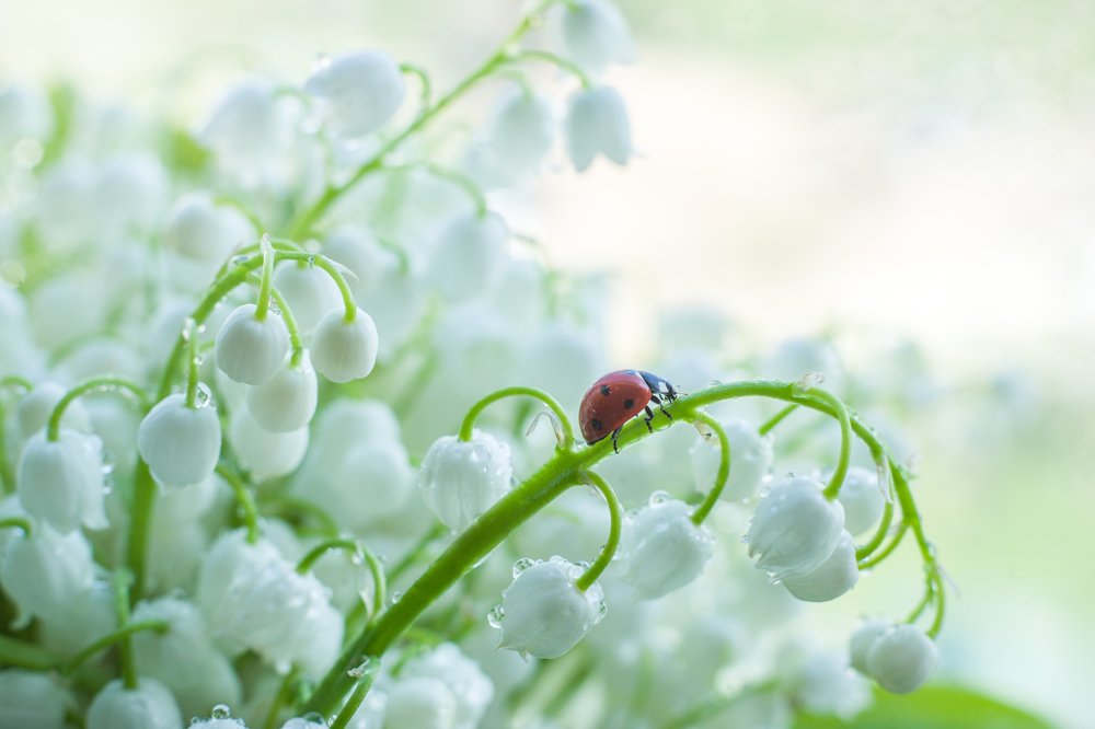 Photograph by Светлана Дегтярева