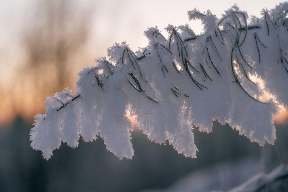 Снежные перья