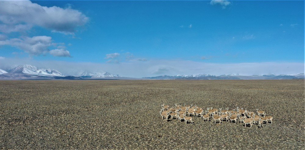 Jayran morning. Northern Mongolia winter