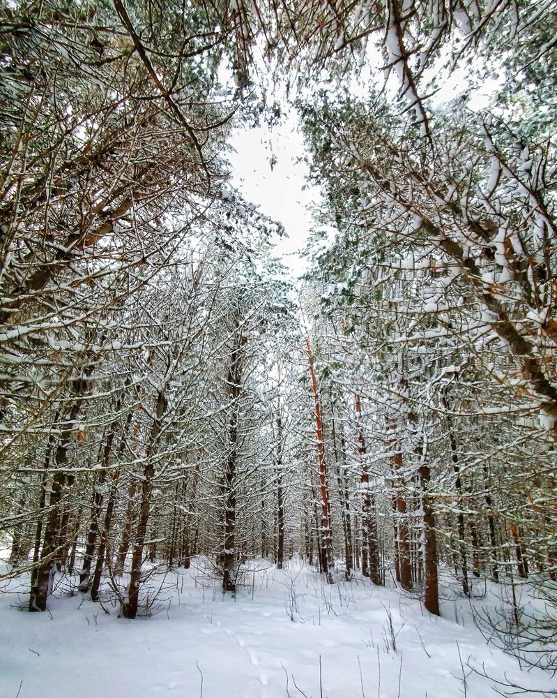 Кедровый лес!
