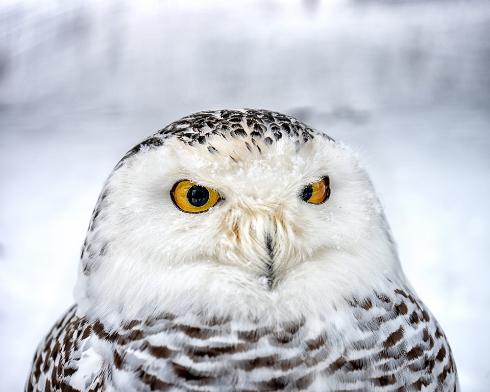 Photograph by Александр Соловьев