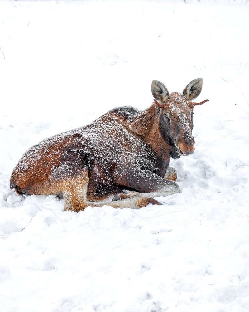 Photograph by Александр Соловьев
