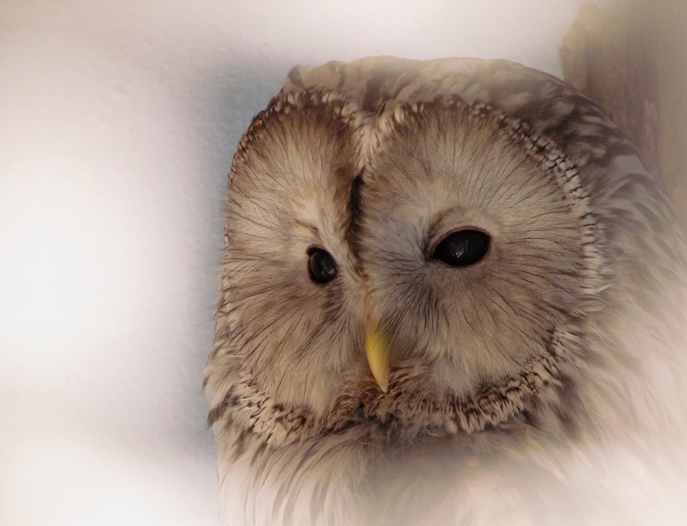 Photograph by Eлена Смирнова