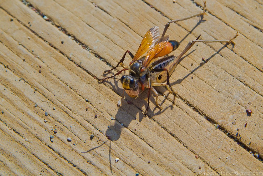 Photograph by Вадим Зайнутдинов