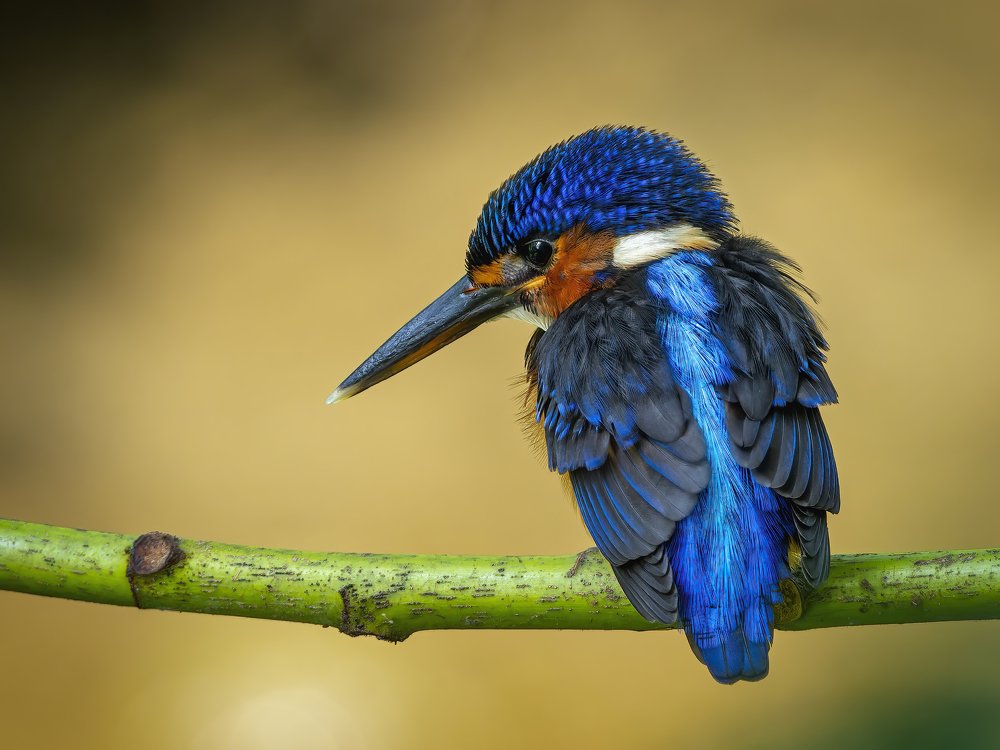 Photograph by Chong Leong Choy