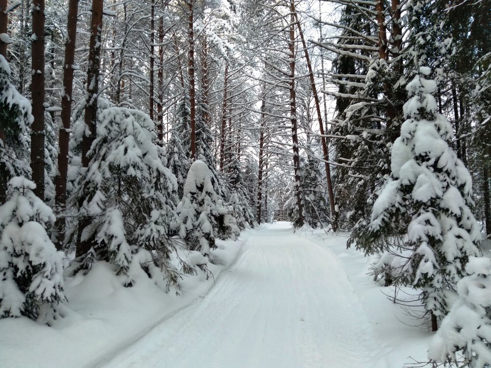 Photograph by Светлана