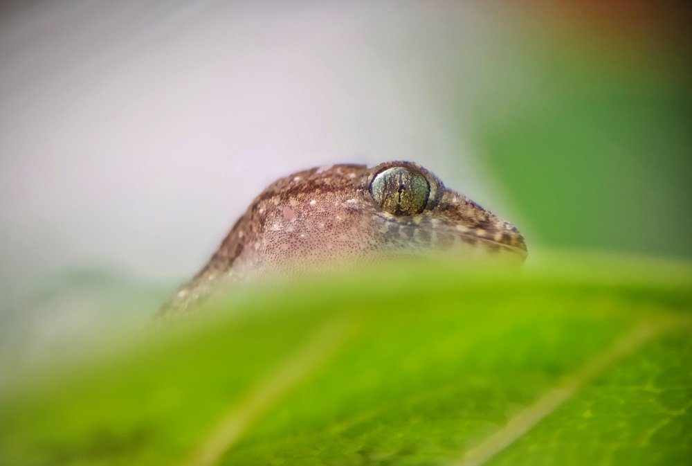 Photograph by Sourin Kastha