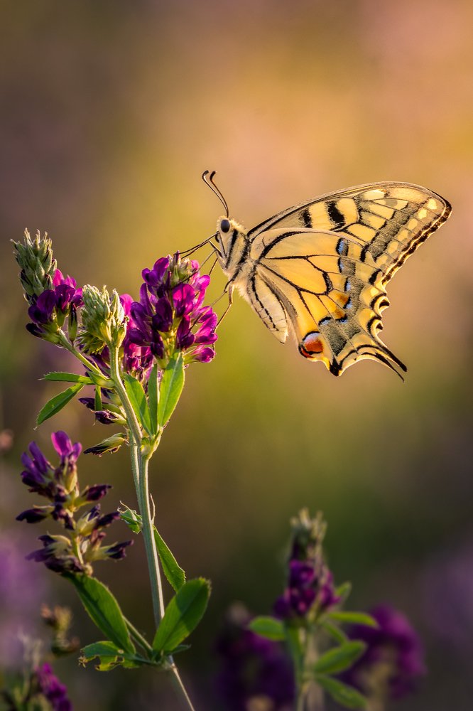 Photograph by Cristi Dădălău