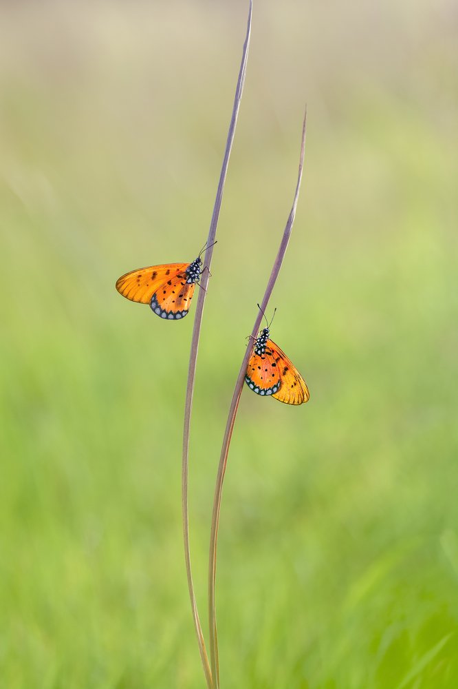 Photograph by Luvis_Artphoto