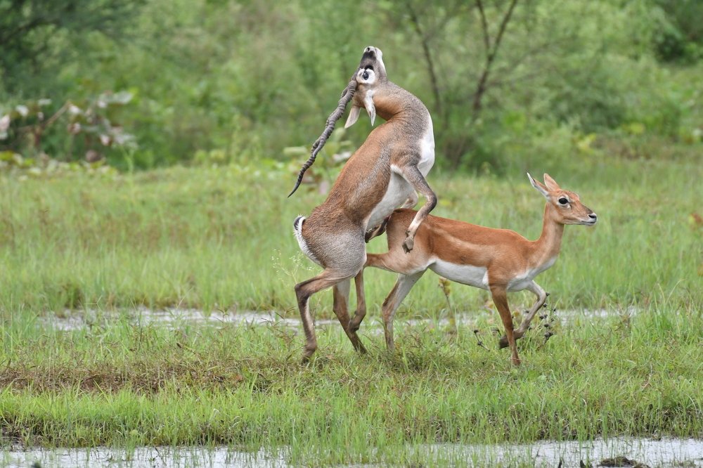Photograph by Sandeep Pande