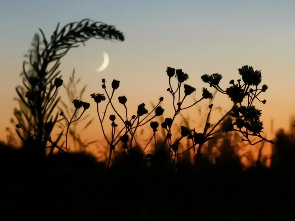 New Moon in the plant kingdom