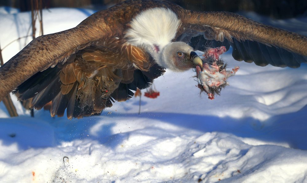 Photograph by Олег Богданов