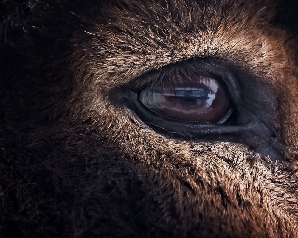 Грустный взгляд Ослика