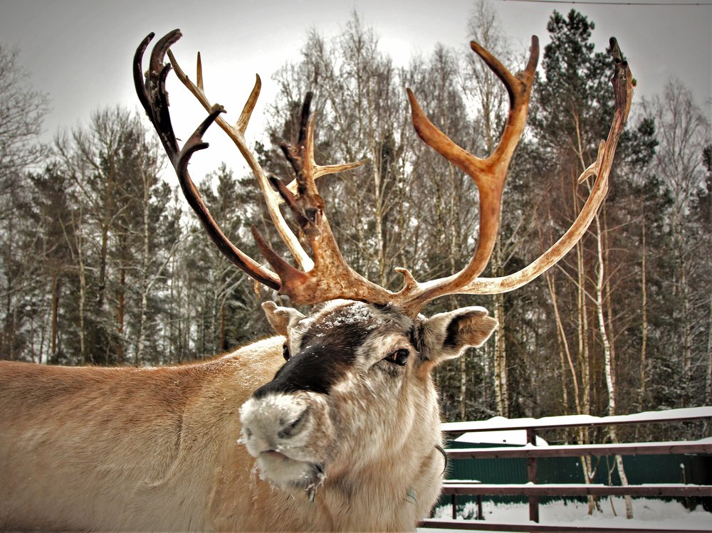 Photograph by людмила жукова