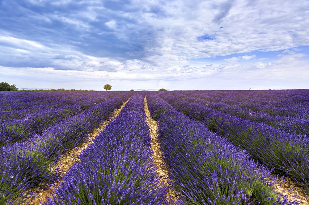 Lavander field