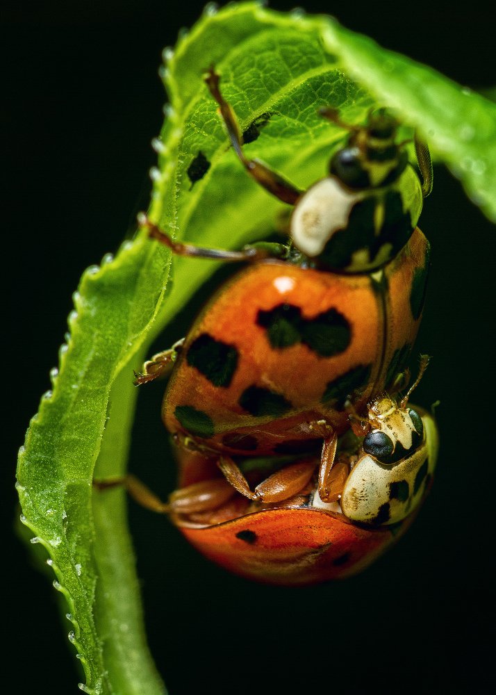 Photograph by Alexander Plaksin