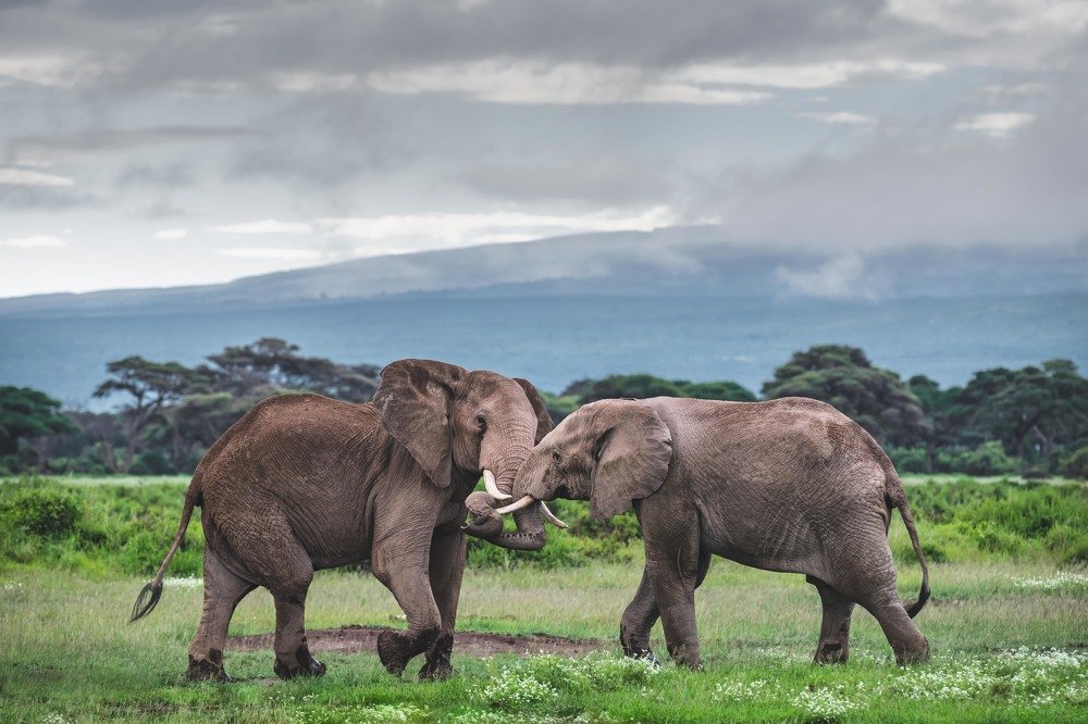 Противостояние/Confrontation
