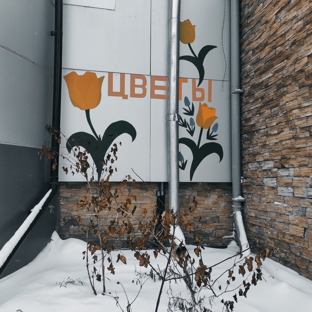 Городские цветы