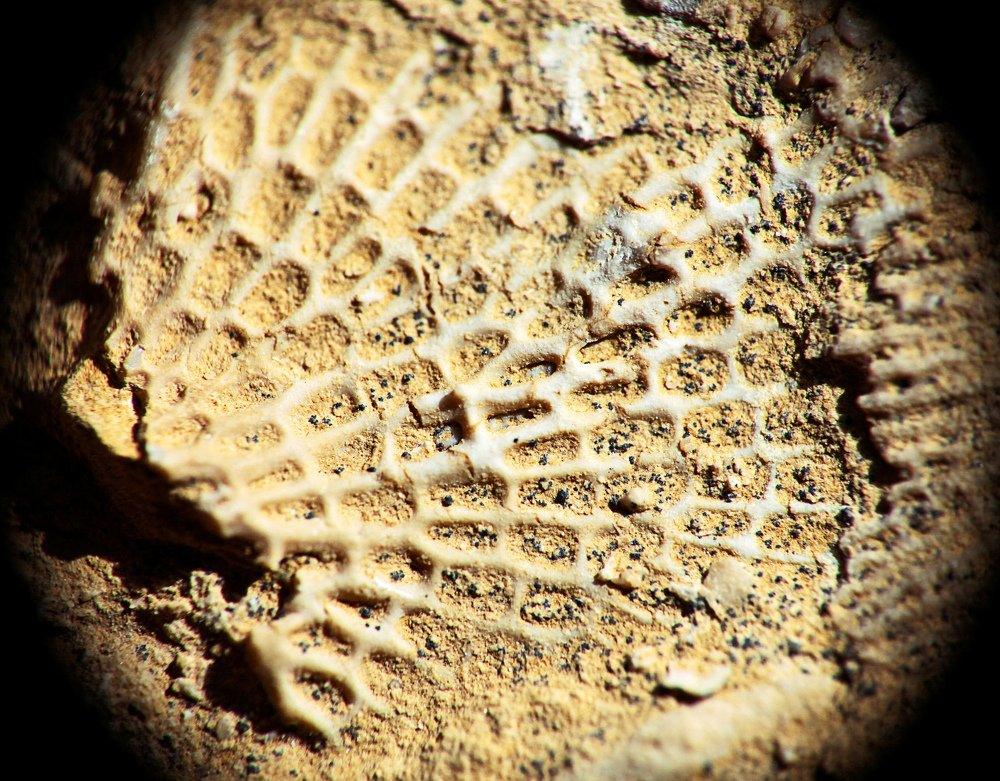 Фотография автора Дарья Мо