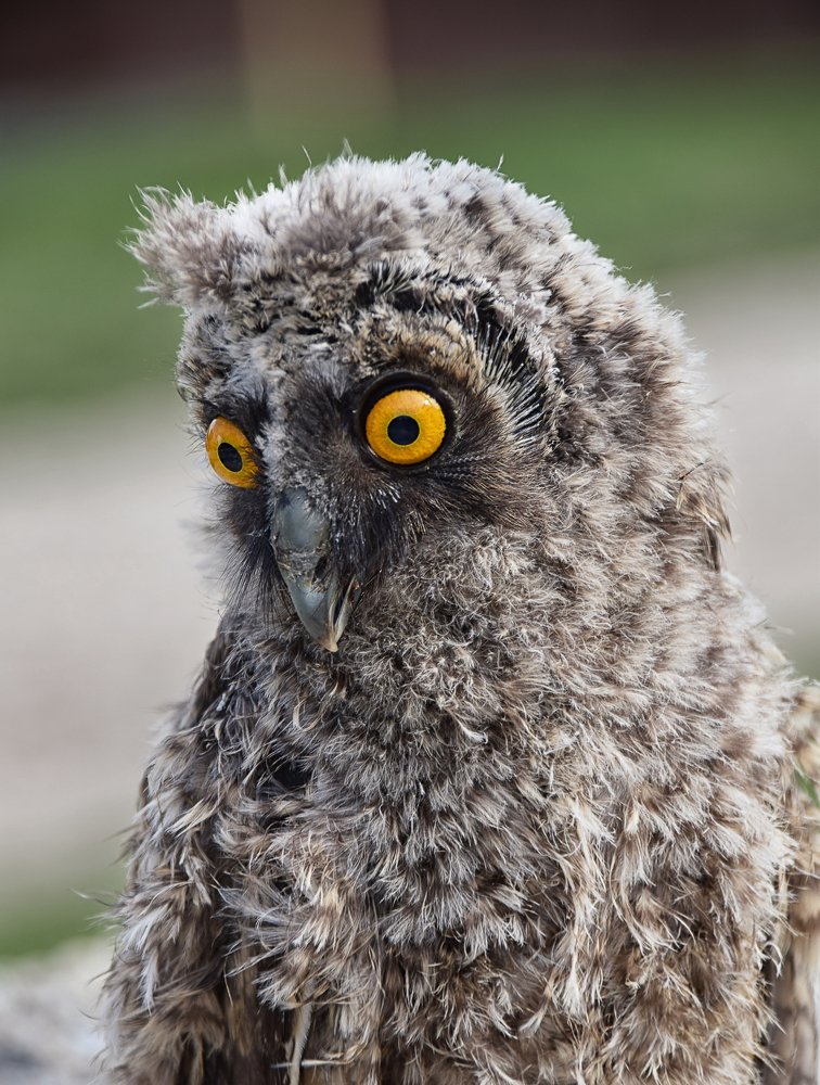 Photograph by Марина Хаева