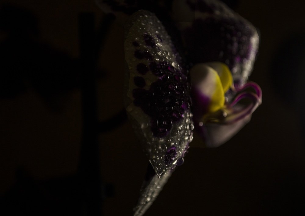 Photograph by Евгения Михайлова