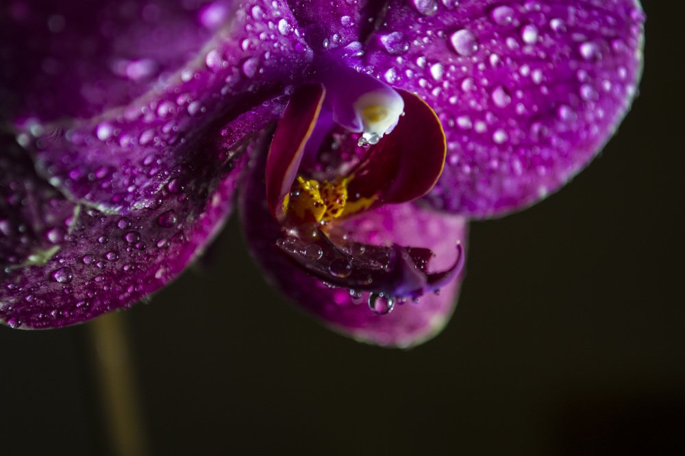 Photograph by Евгения Михайлова