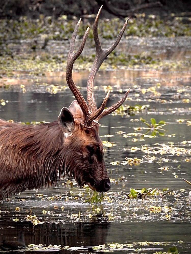 Swamp Deer Eating Grass