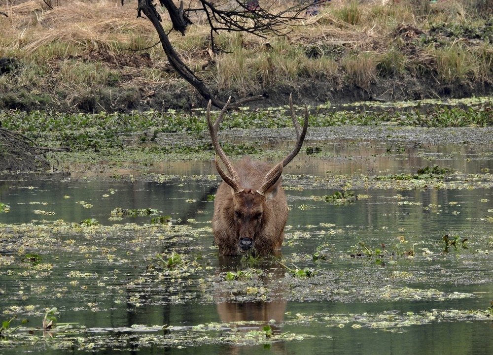 Swamp Deer
