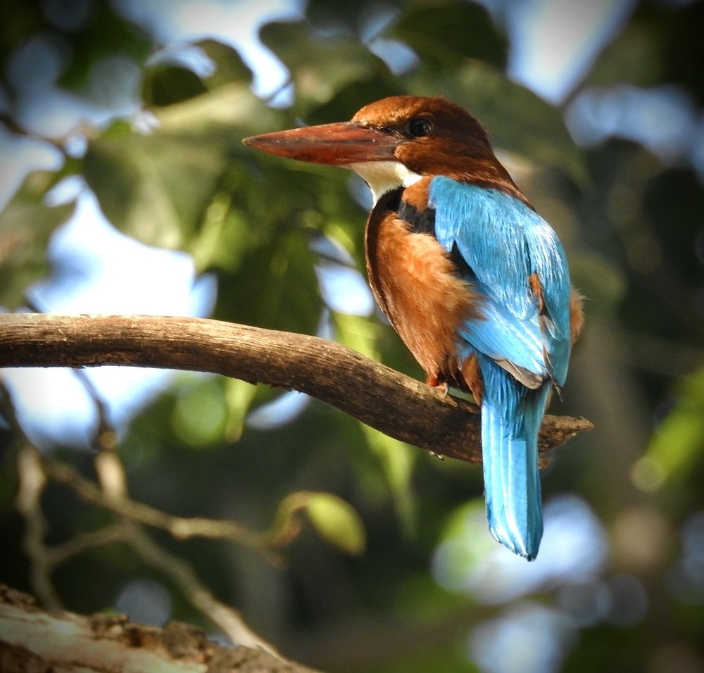 Photograph by Vikas Gangpari