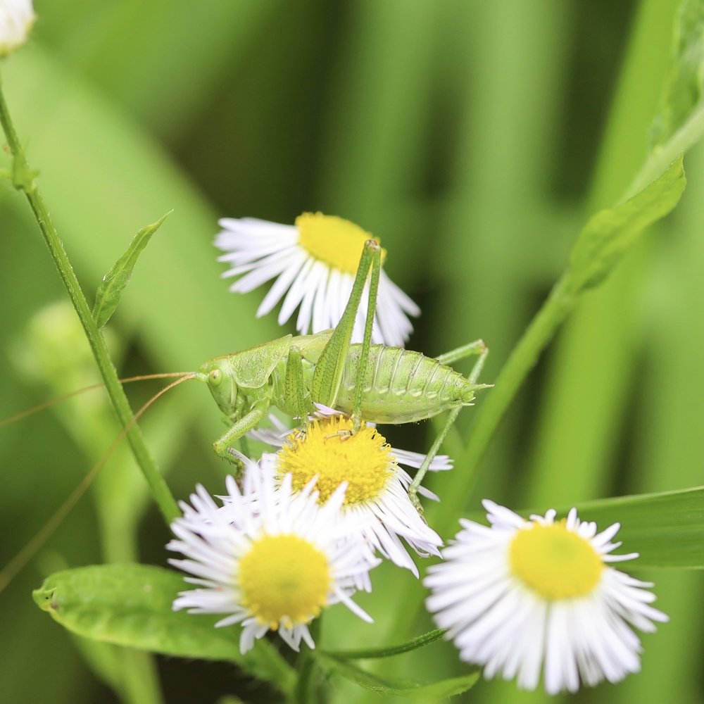 Photograph by Каролина Дидур