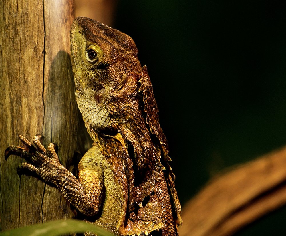 Photograph by Hriday Das