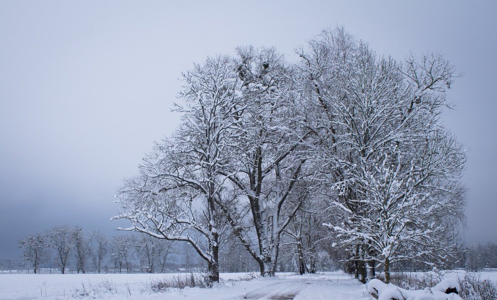 Зимний день