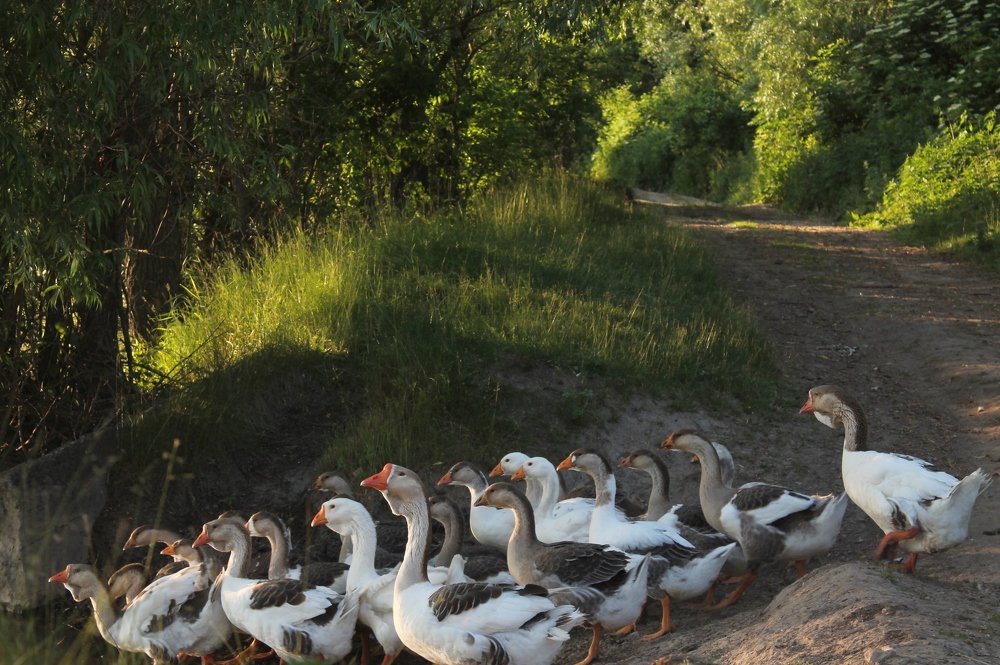 Photograph by Дарья Ващенко-Панкина
