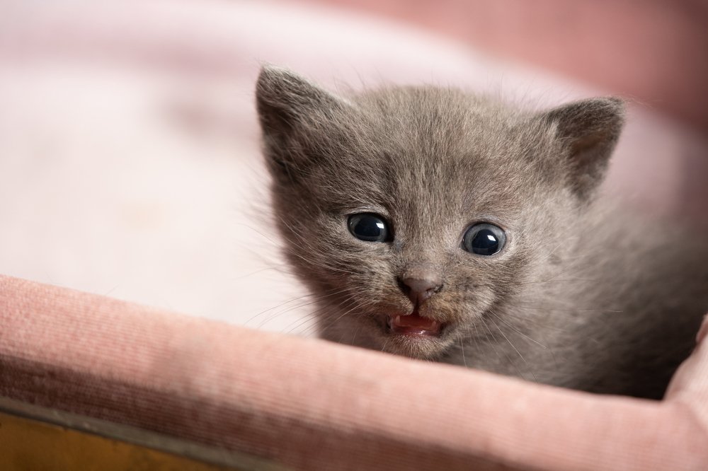 Photograph by Эмилия Лаце