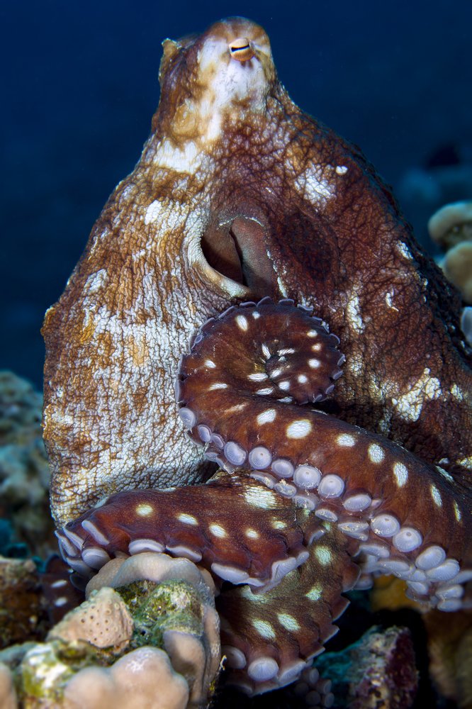 Photograph by Юрий Перевозников