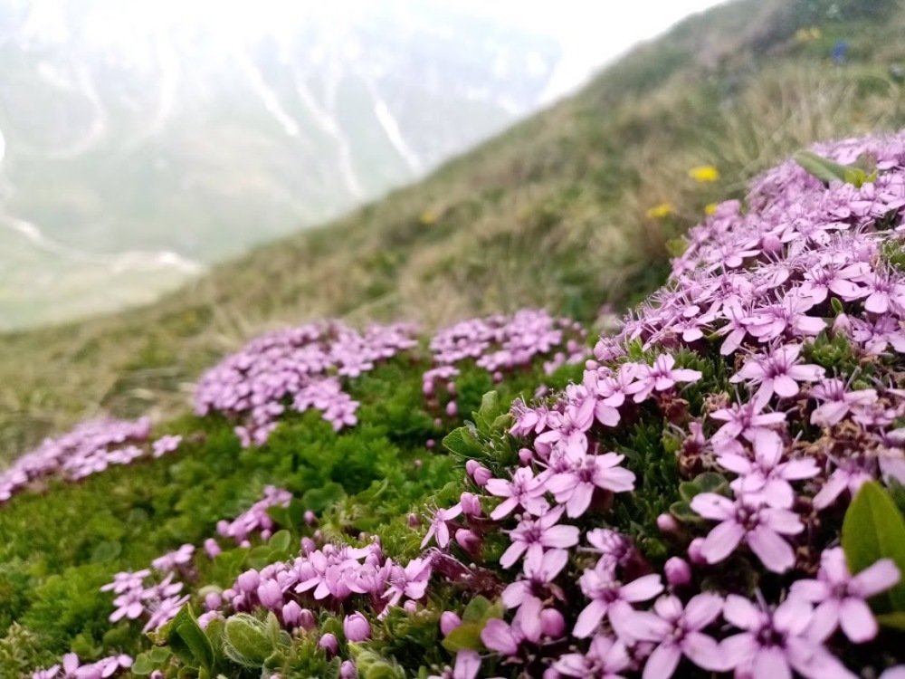 Rhododendron myrtifolium in Bucegi Mountains