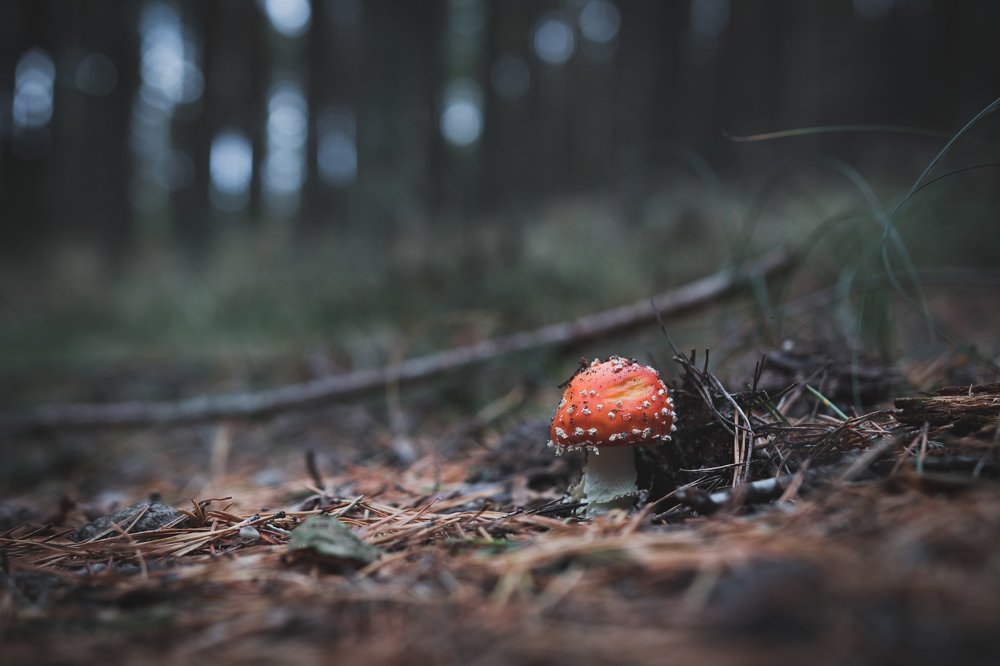 Fly agaric