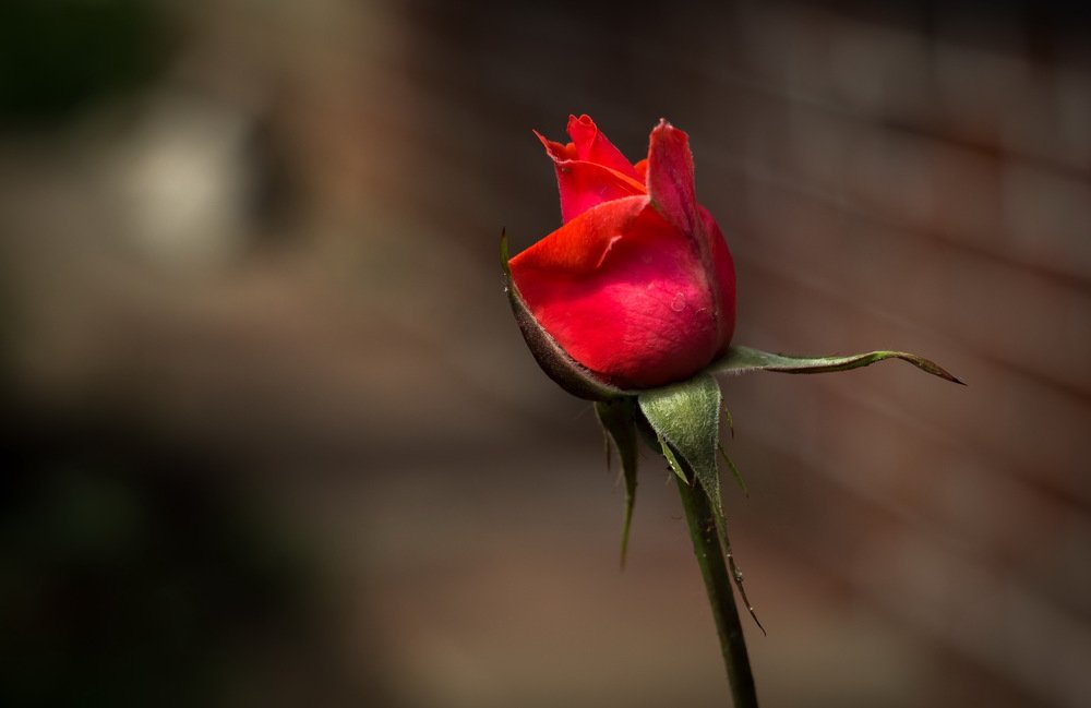 Photograph by Александр Халимов