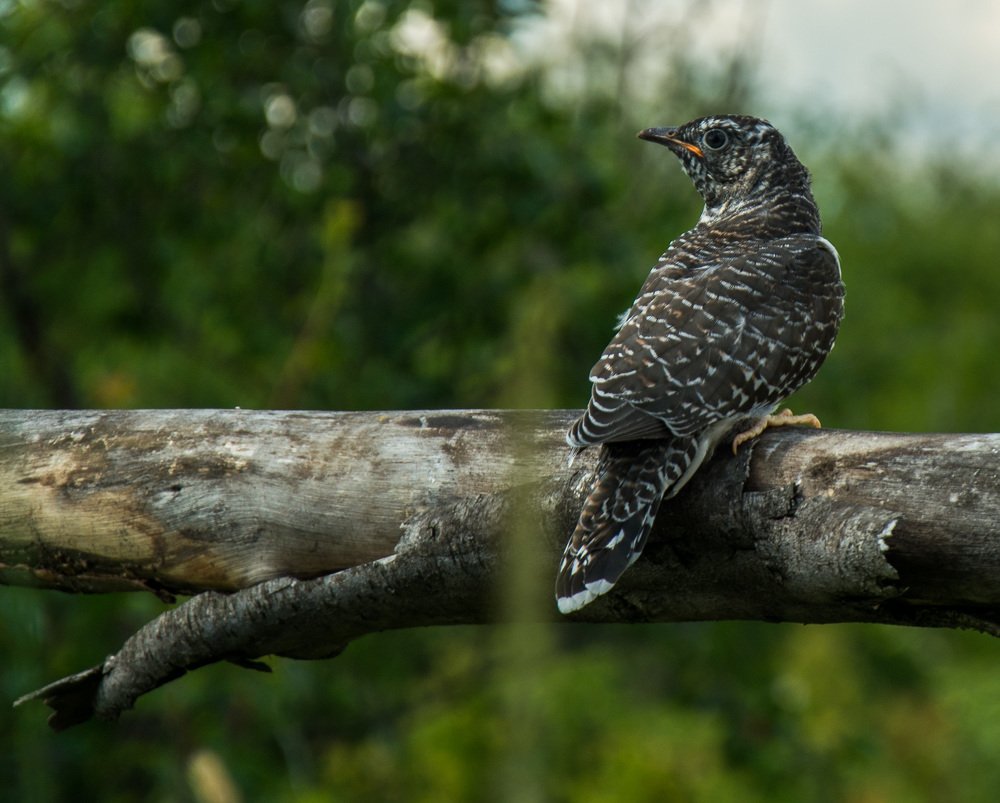 Photograph by Александр Халимов