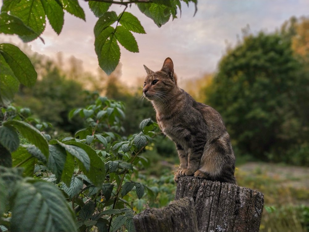 Кот полосатый