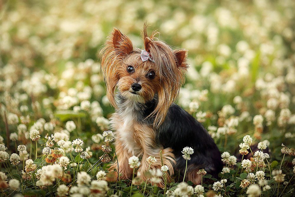 Photograph by Хлыбова Галина